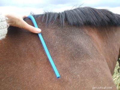 Create an Accurate Wither Trace for Perfect Saddle Fit