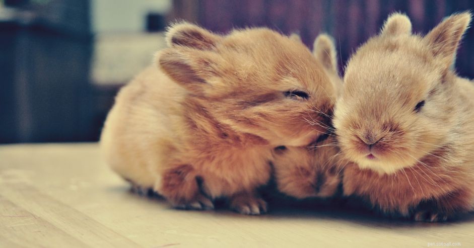 16 Adorable Baby Animals That Bring Joy to Your Day