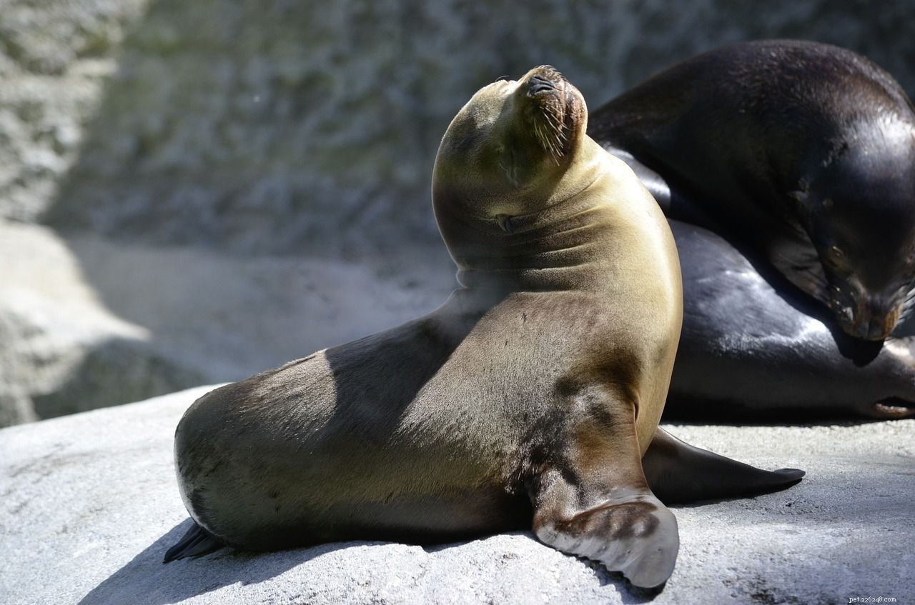 16 Adorable Baby Animals That Bring Joy to Your Day