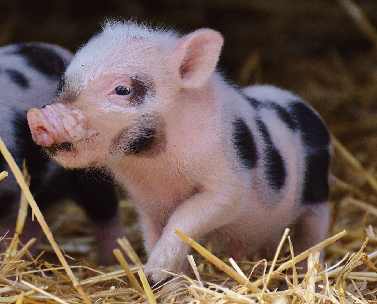 16 Adorable Baby Animals That Bring Joy to Your Day
