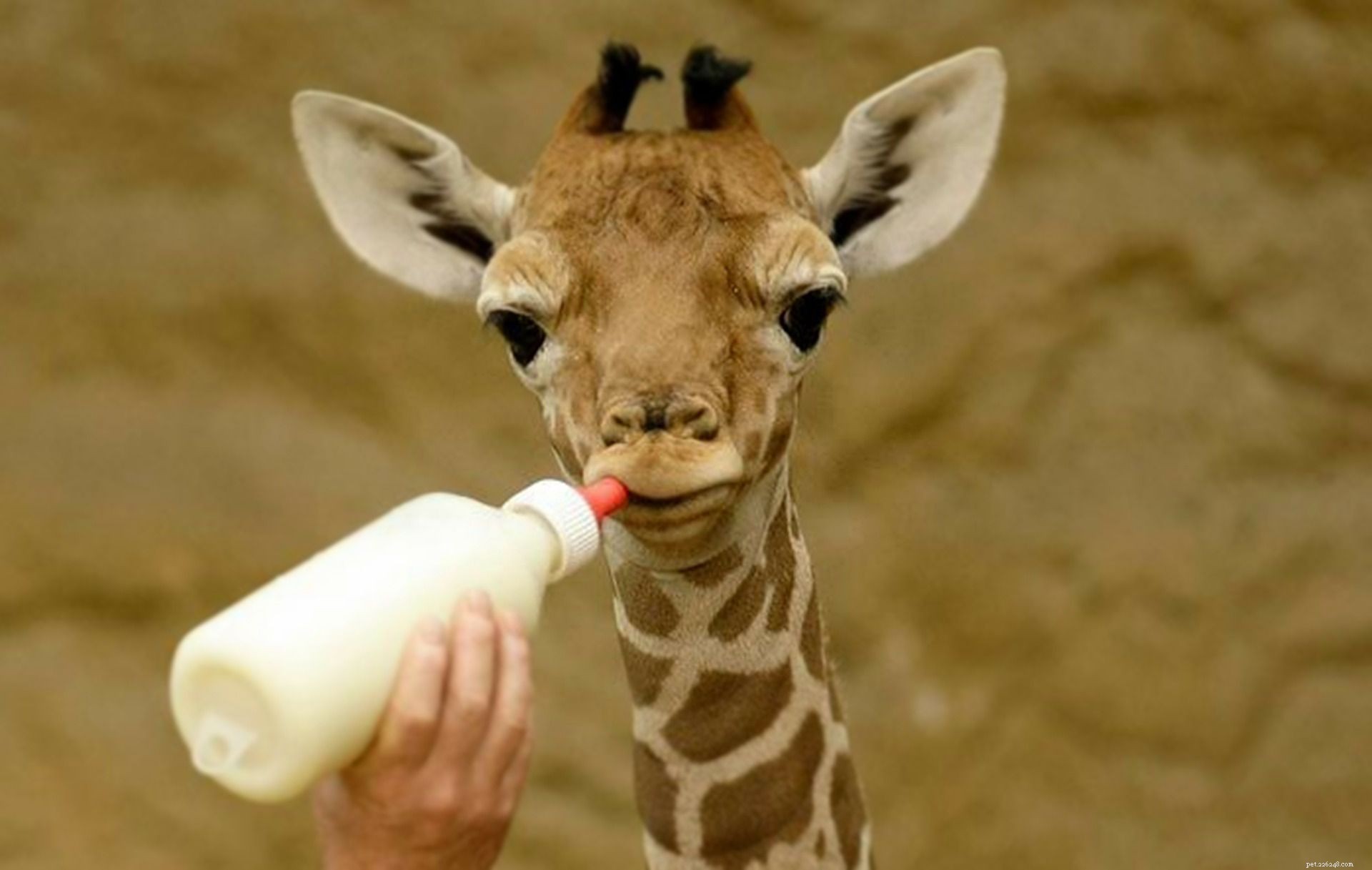 16 Adorable Baby Animals That Bring Joy to Your Day
