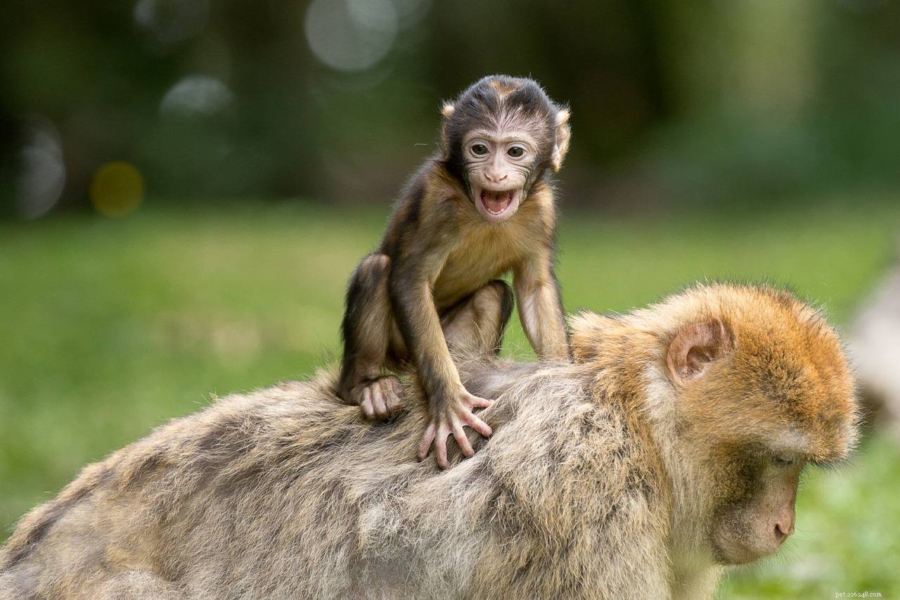 16 Adorable Baby Animals That Bring Joy to Your Day