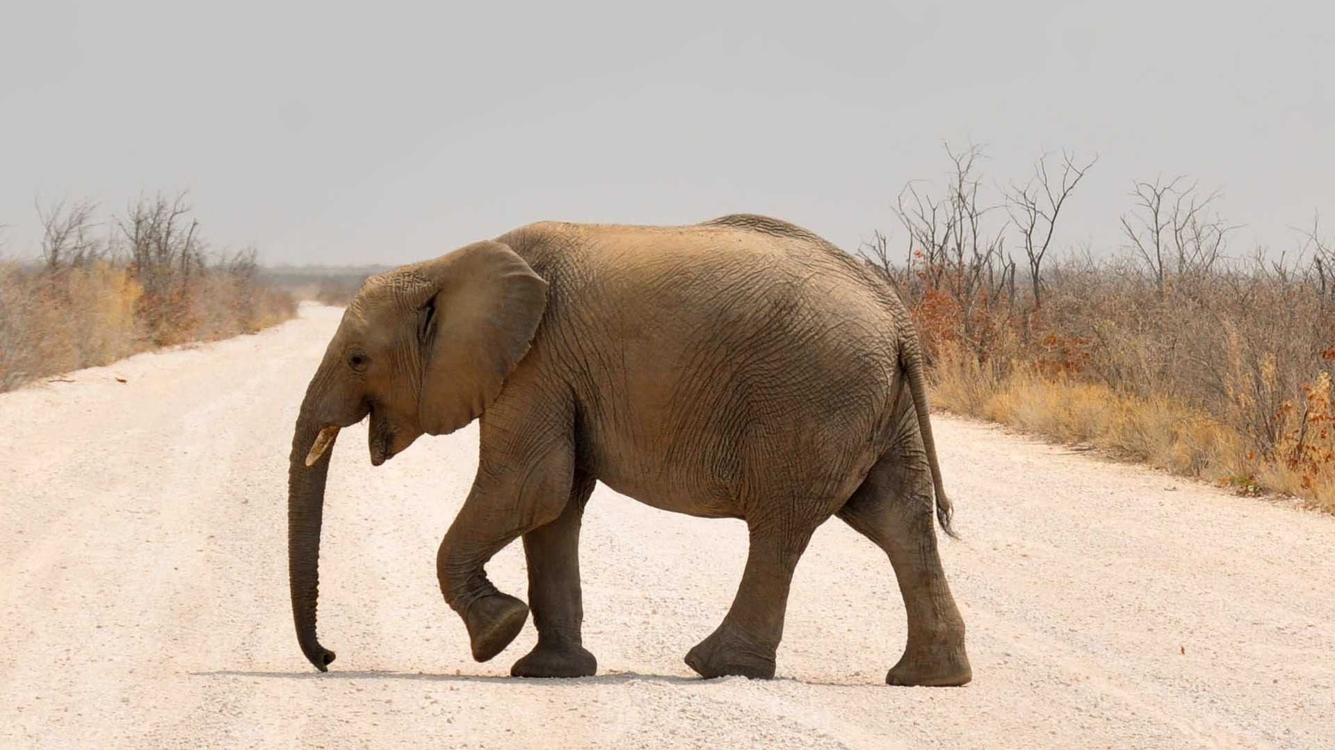 16 Adorable Baby Animals That Bring Joy to Your Day