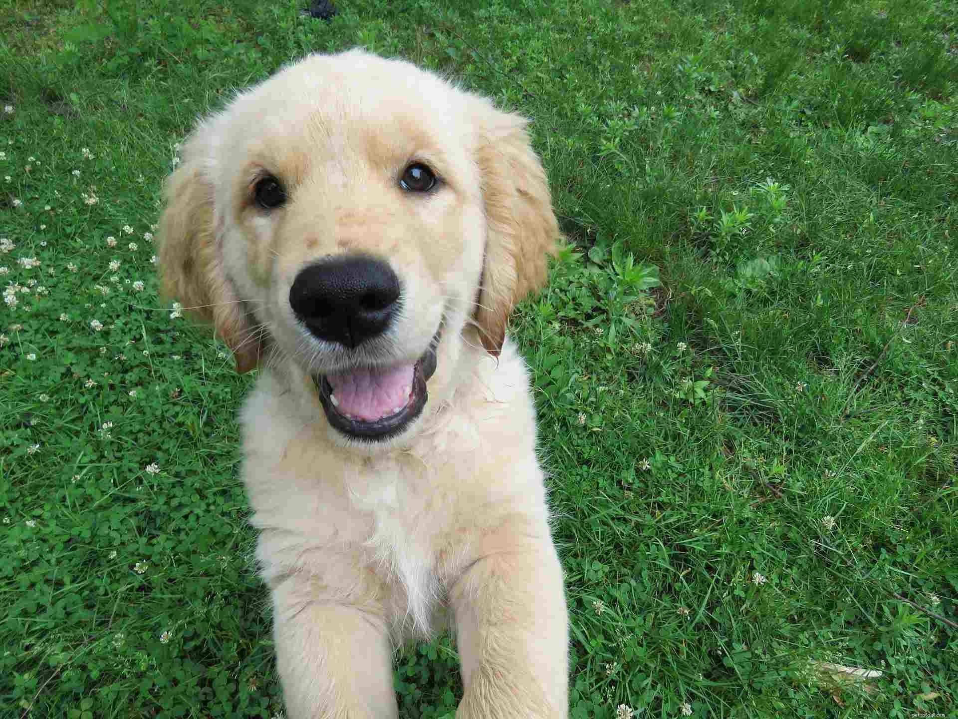 16 Adorable Baby Animals That Bring Joy to Your Day