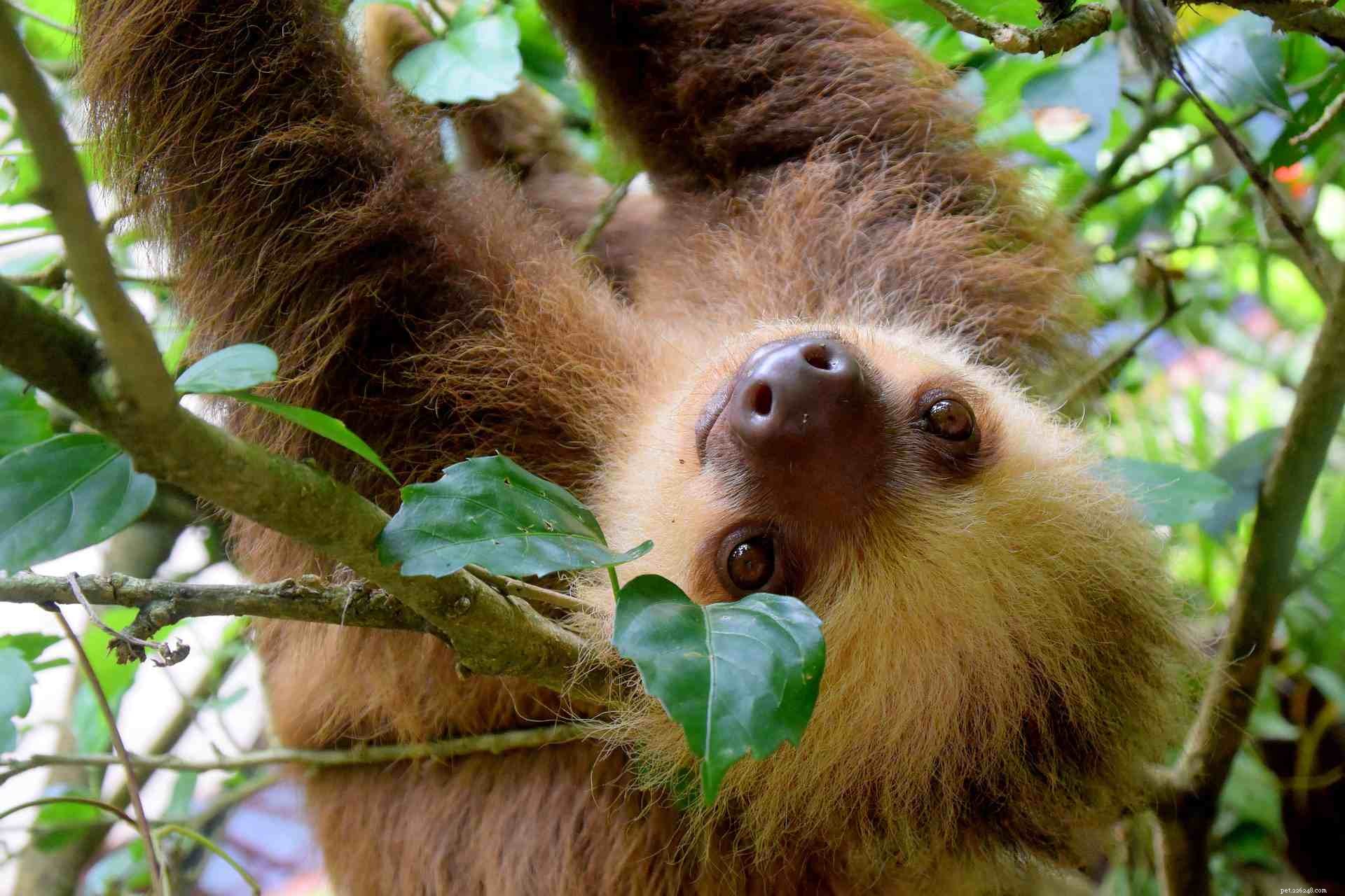 16 Adorable Baby Animals That Bring Joy to Your Day