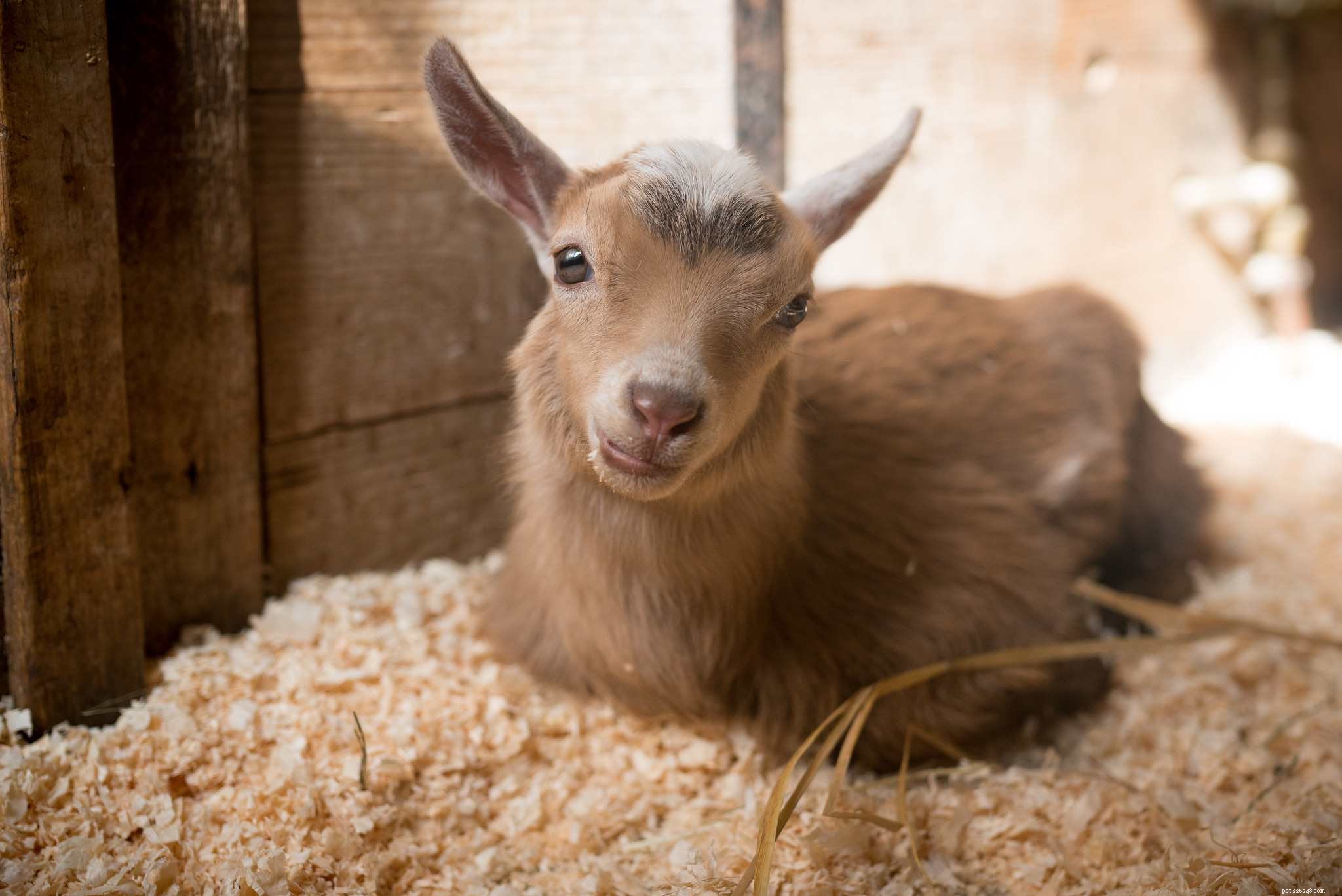 16 Adorable Baby Animals That Bring Joy to Your Day