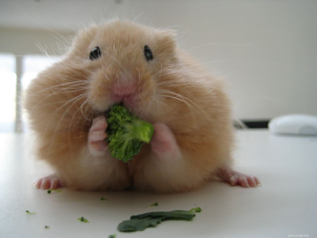 16 Adorable Baby Animals That Bring Joy to Your Day