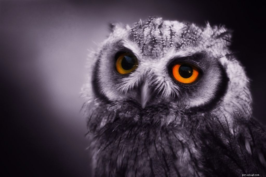 16 Adorable Baby Animals That Bring Joy to Your Day