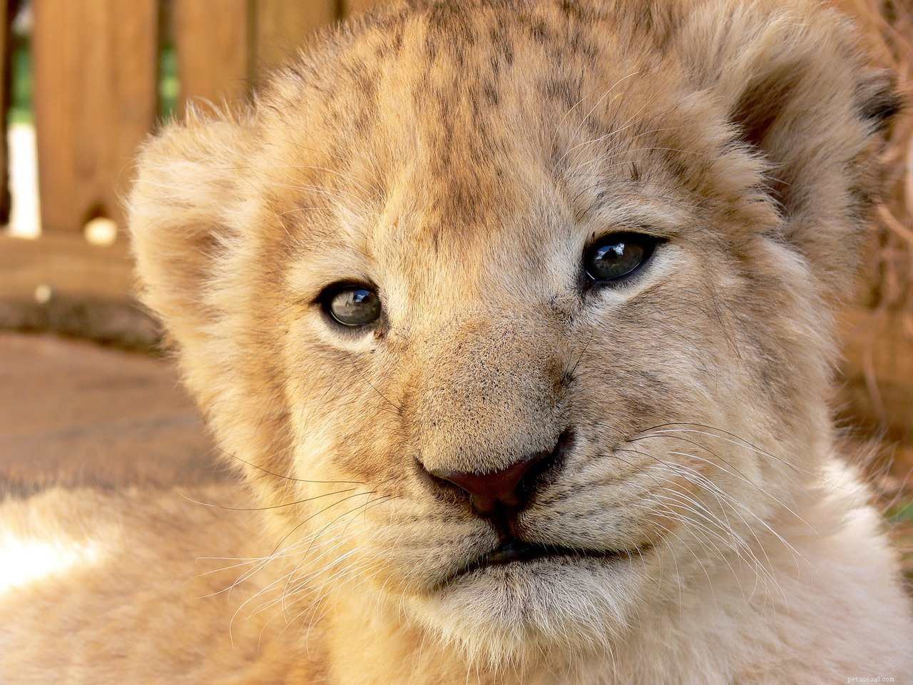 16 Adorable Baby Animals That Bring Joy to Your Day