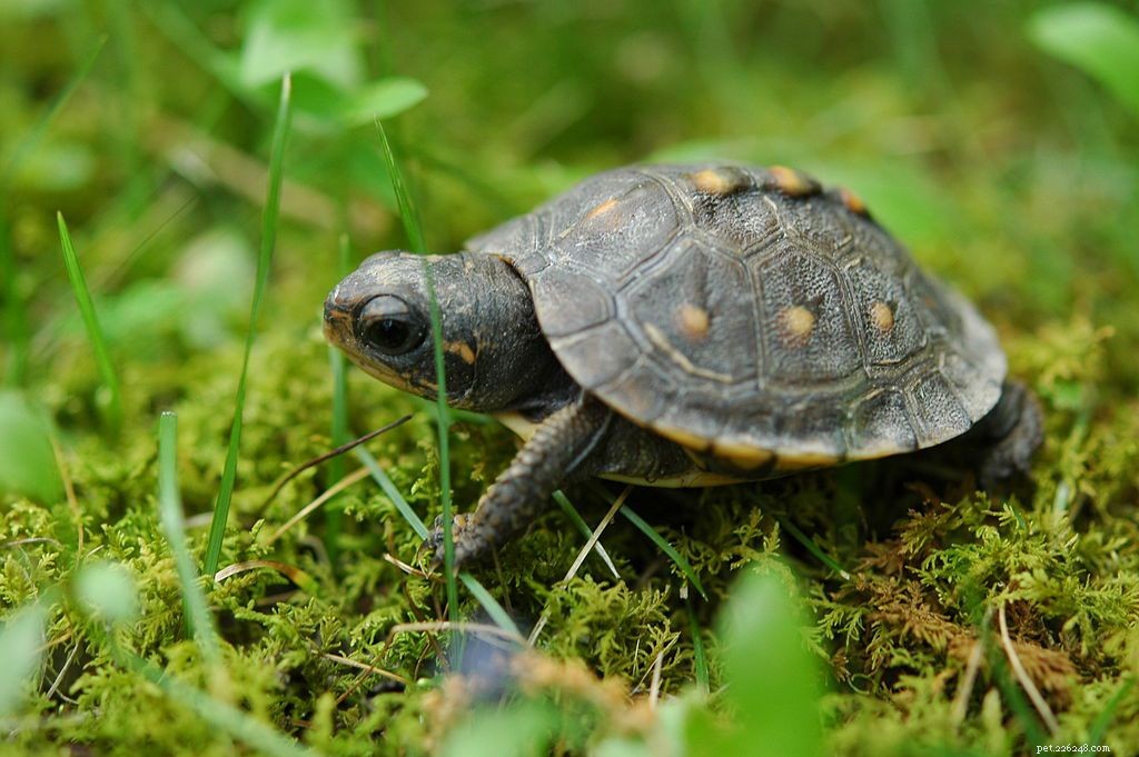 16 Adorable Baby Animals That Bring Joy to Your Day