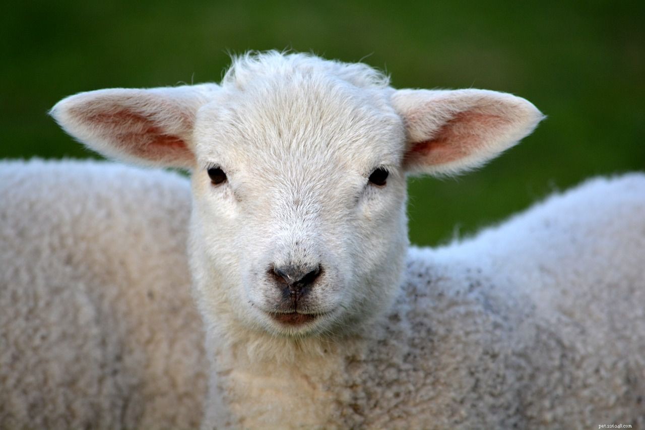 16 Adorable Baby Animals That Bring Joy to Your Day