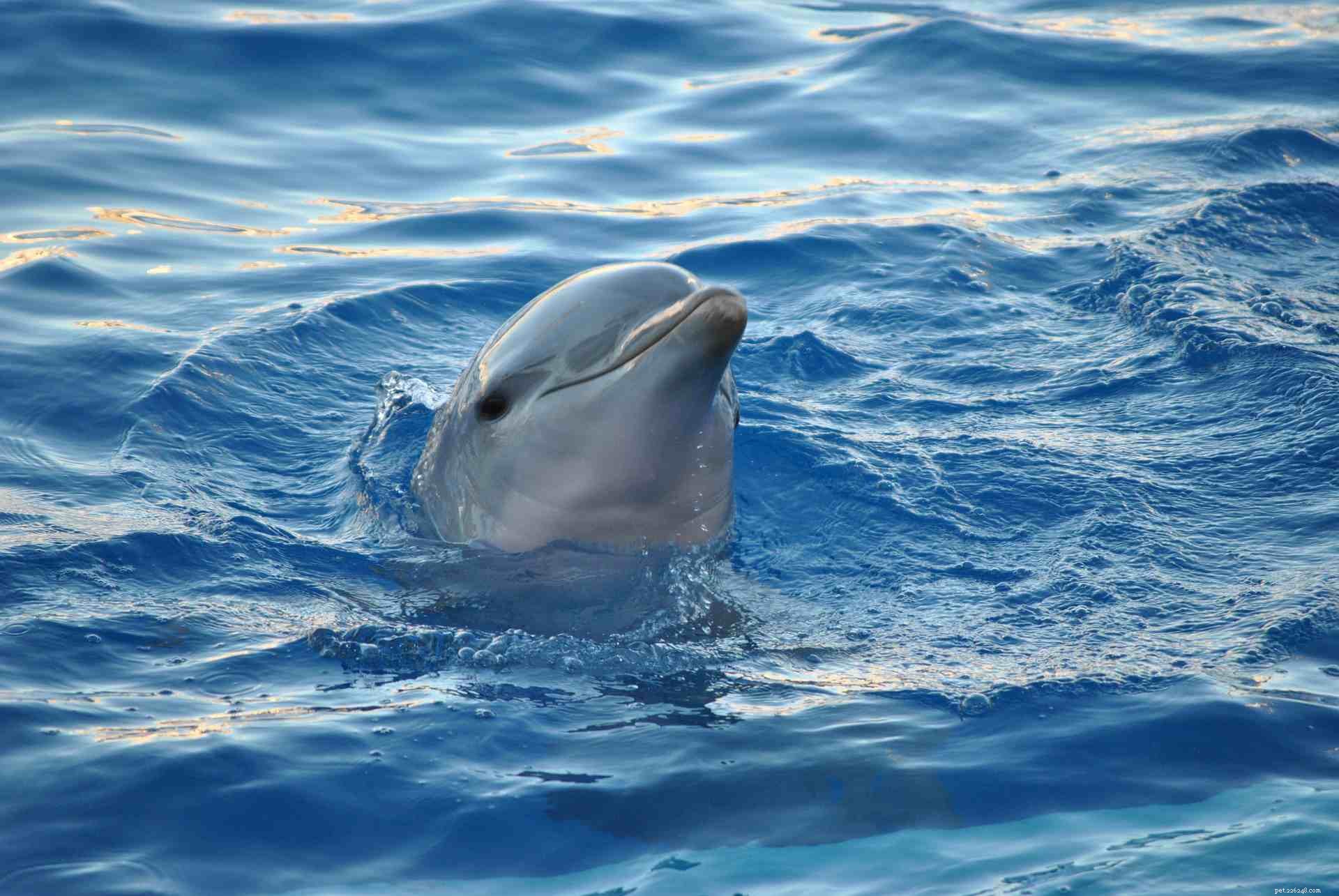 16 Adorable Baby Animals That Bring Joy to Your Day
