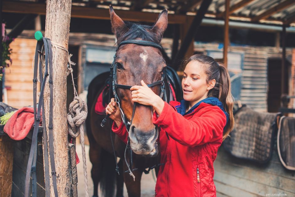 How to Reassemble a Bridle: Step-by-Step Guide