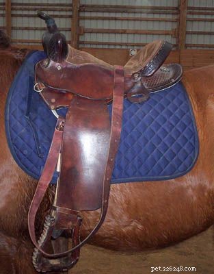 Mastering the Western Saddle Cinch: A Step‑by‑Step Guide
