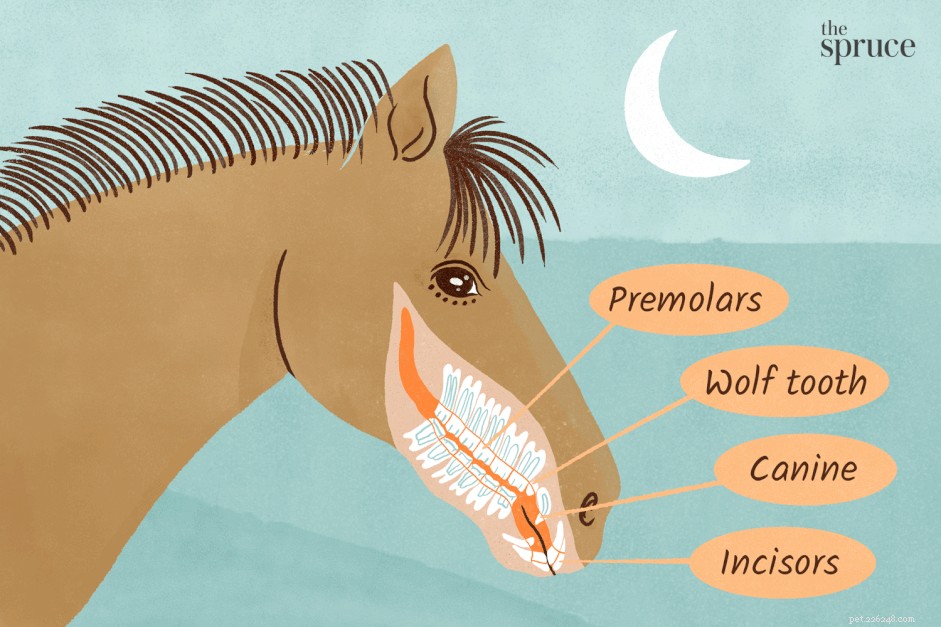 Understanding Your Horse s Teeth: Types, Care, and Common Dental Issues