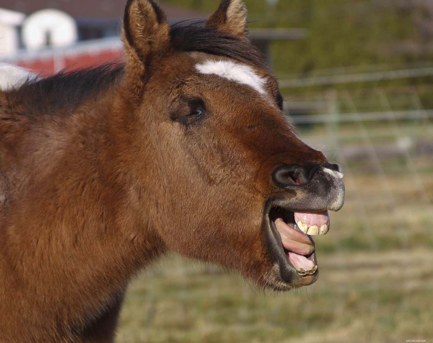 Understanding Your Horse s Teeth: Types, Care, and Common Dental Issues