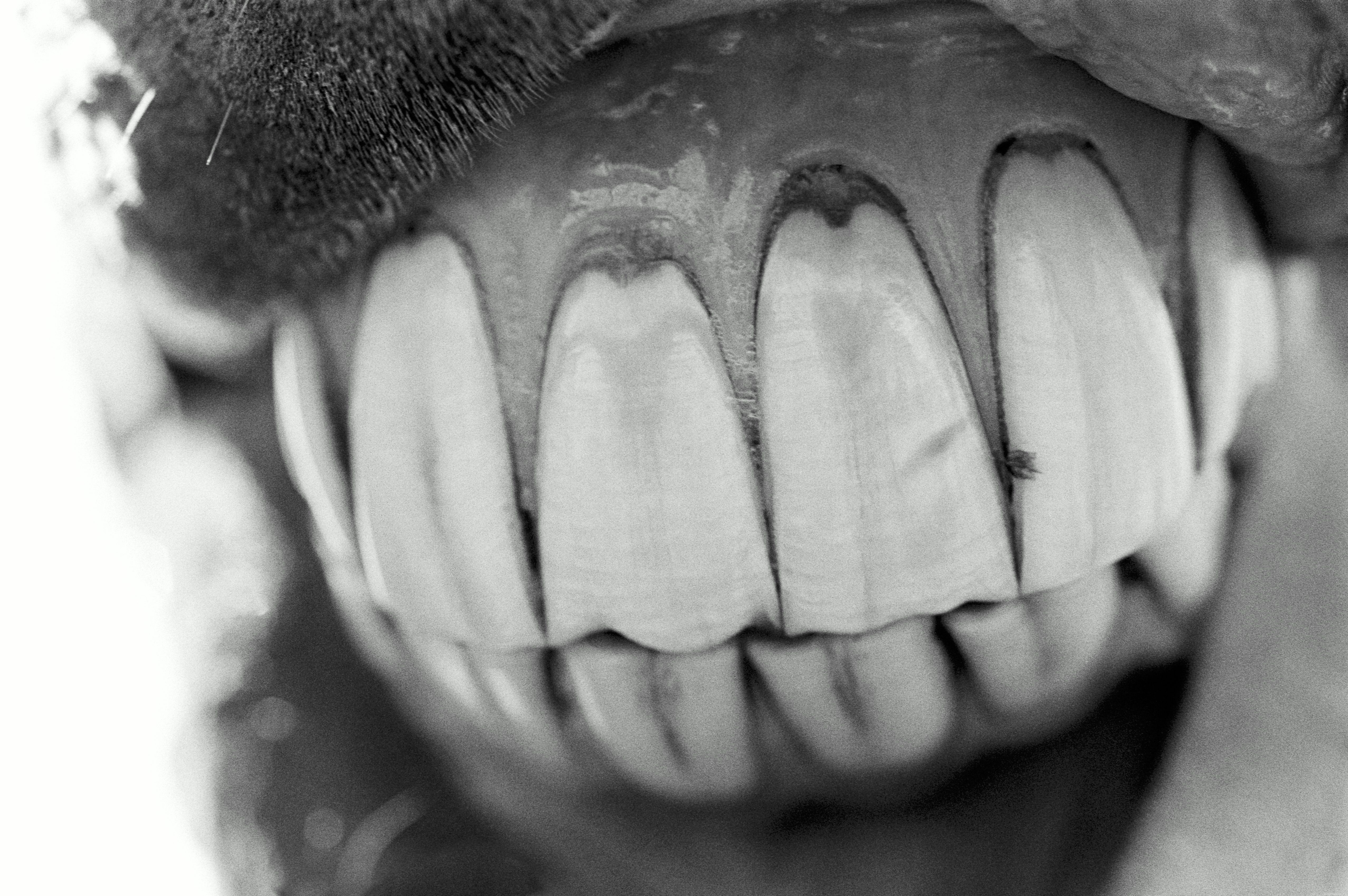 Understanding Your Horse s Teeth: Types, Care, and Common Dental Issues