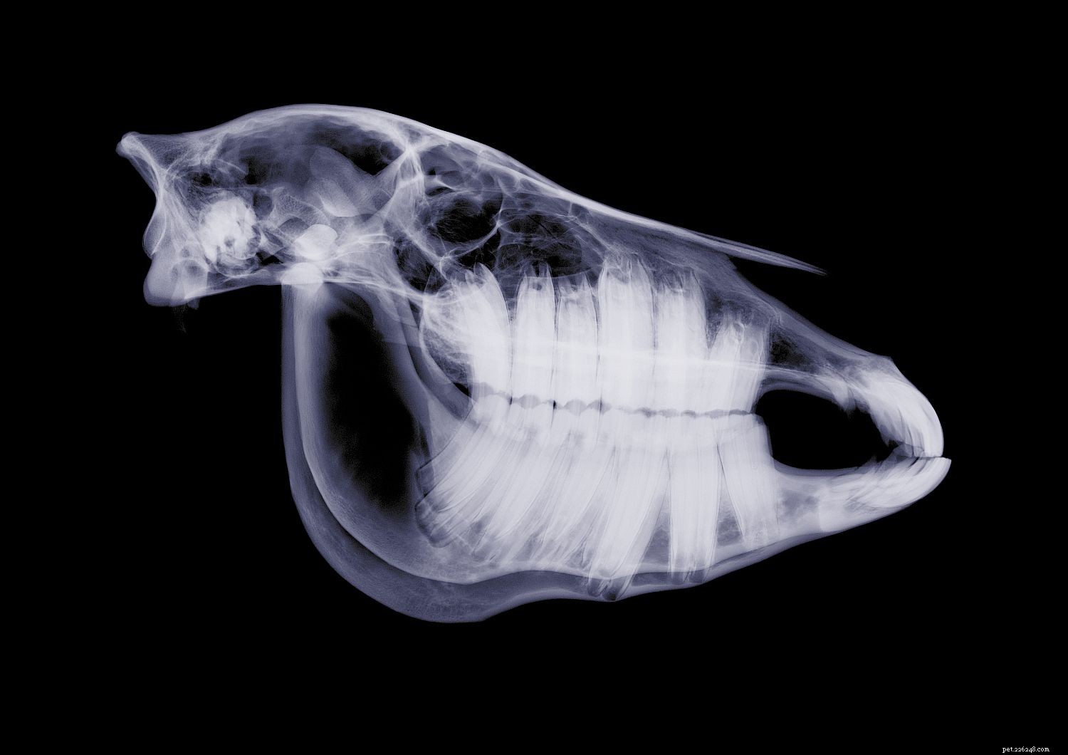 Understanding Your Horse s Teeth: Types, Care, and Common Dental Issues
