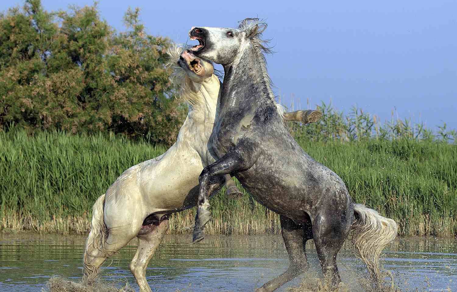 Understanding Your Horse s Teeth: Types, Care, and Common Dental Issues