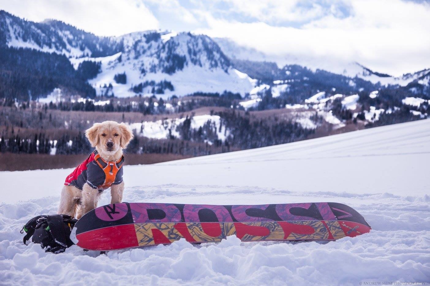 12 Adorable Baby Animals That Love Winter