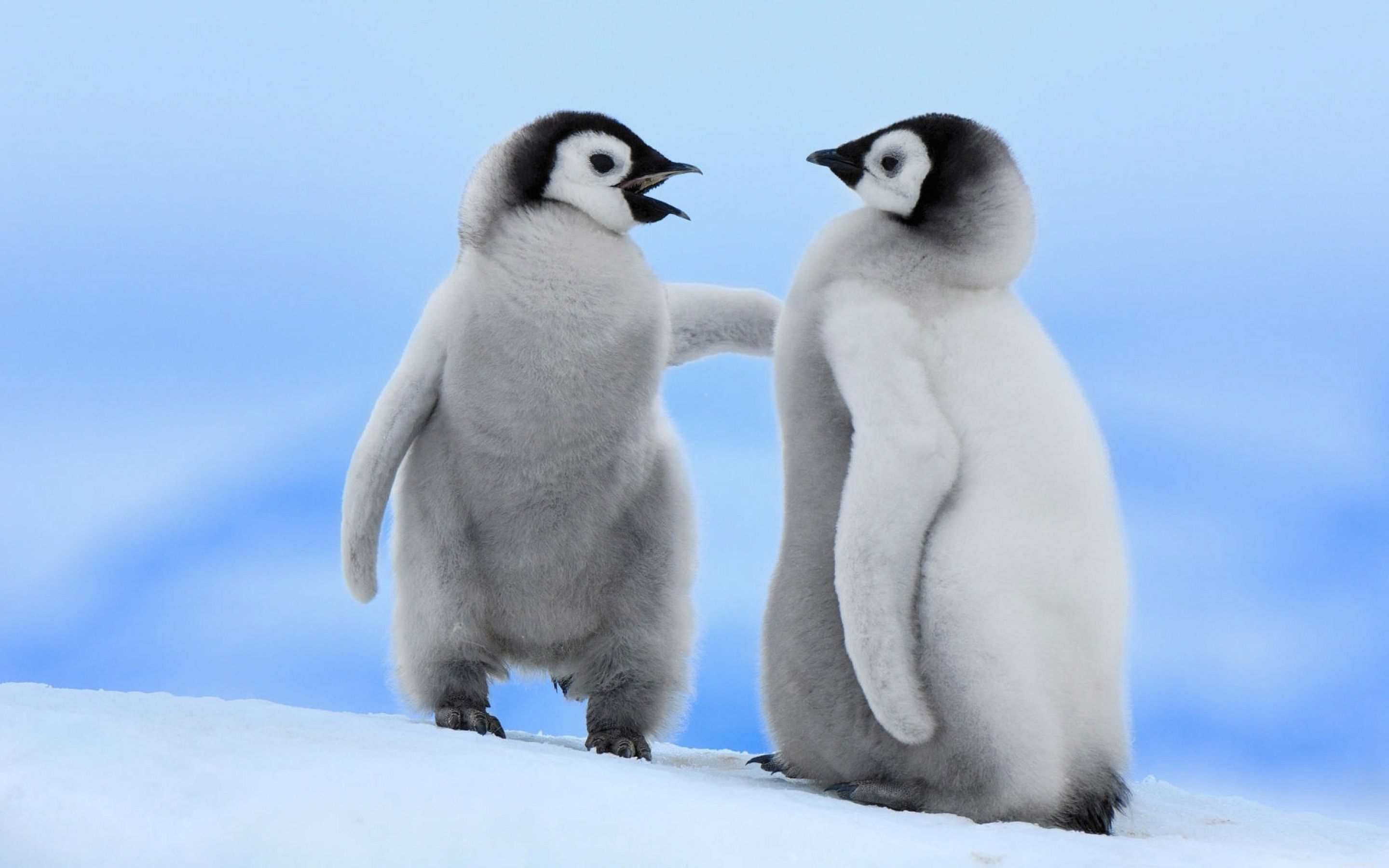 12 Adorable Baby Animals That Love Winter