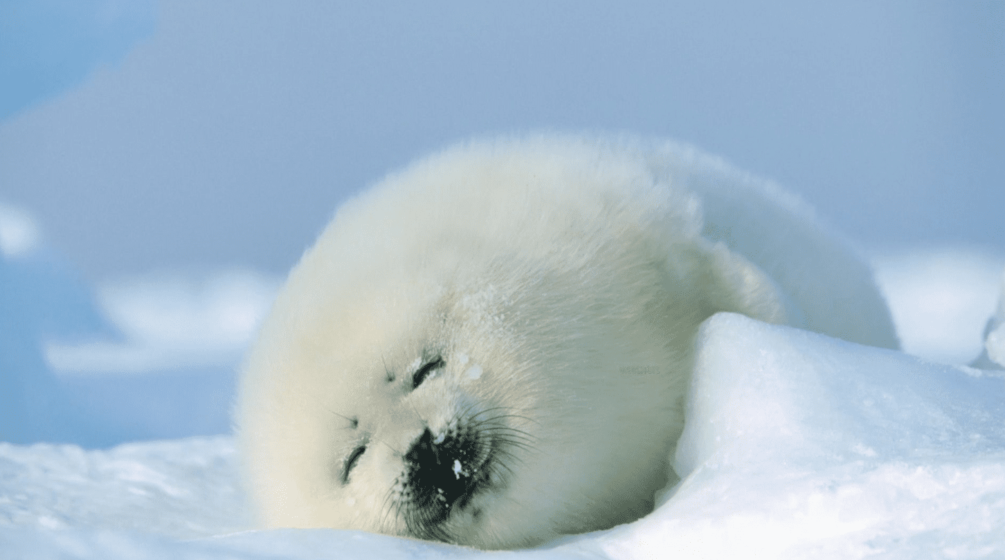 12 Adorable Baby Animals That Love Winter