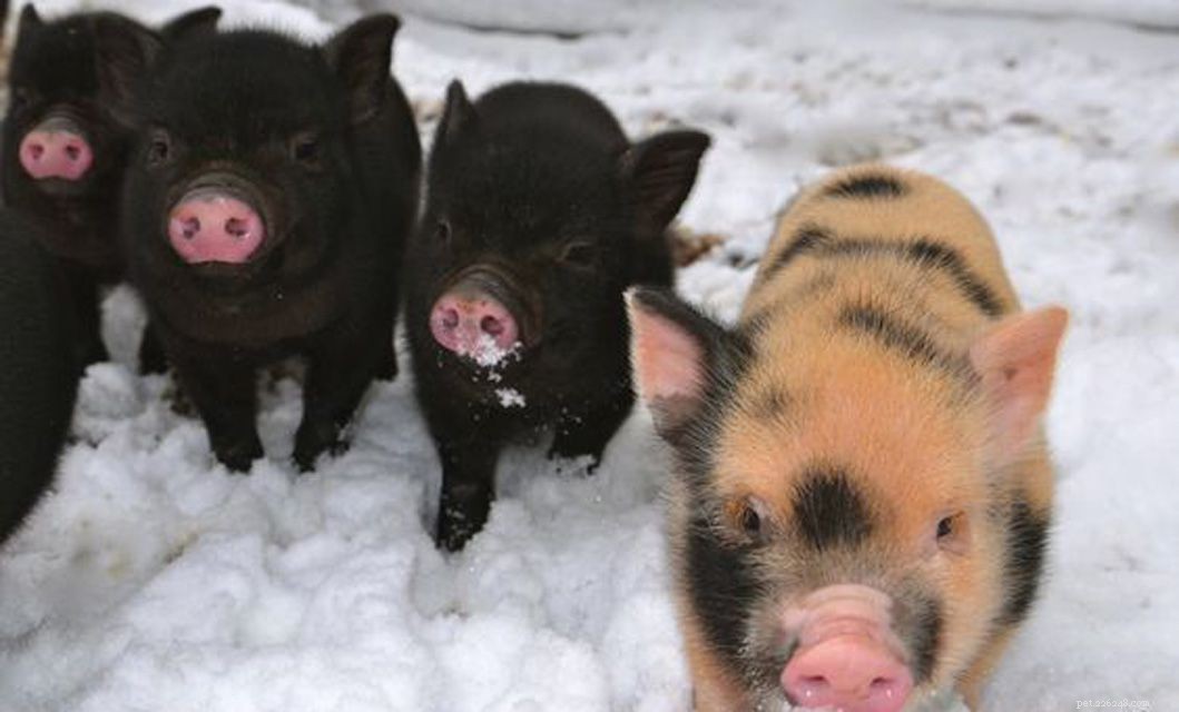 12 Adorable Baby Animals That Love Winter
