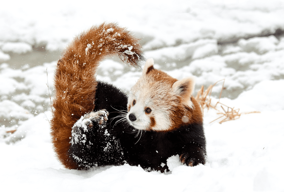 12 Adorable Baby Animals That Love Winter
