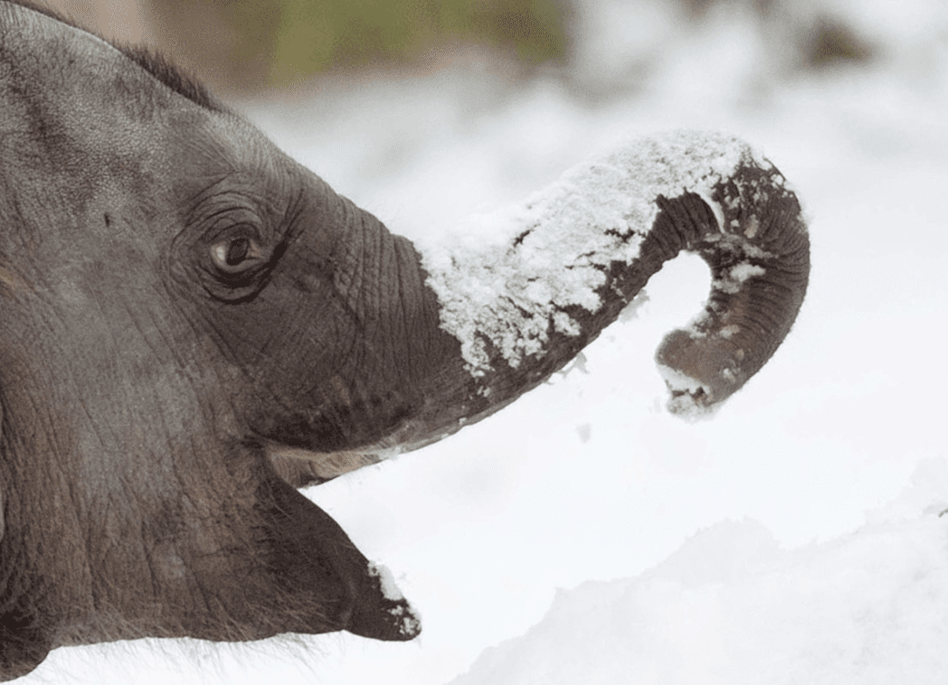 12 Adorable Baby Animals That Love Winter