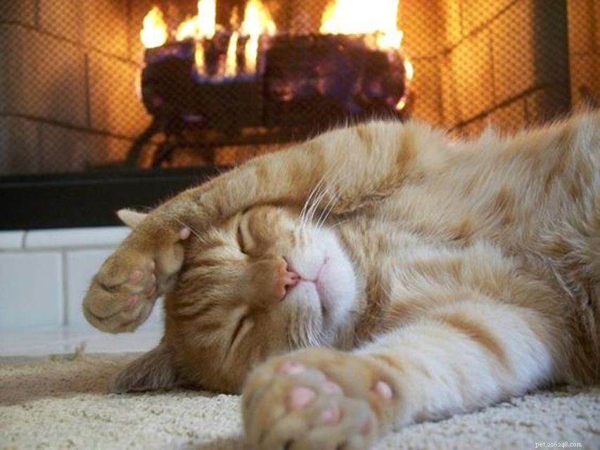 12 Adorable Baby Animals That Love Winter