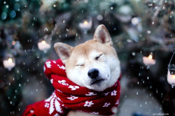 12 Adorable Baby Animals That Love Winter