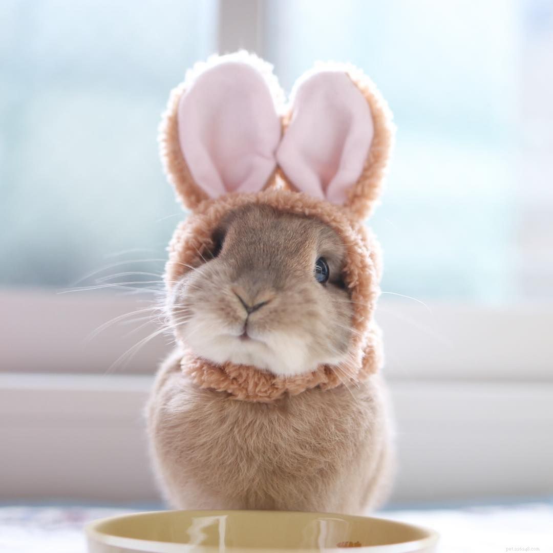12 Adorable Baby Animals That Love Winter