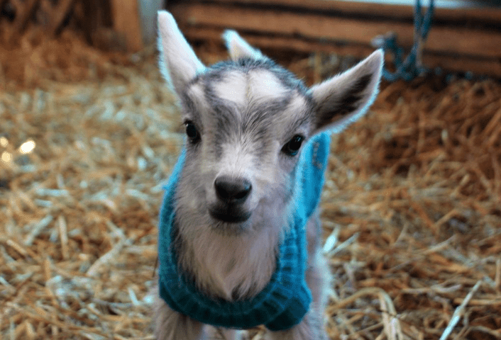 12 Adorable Baby Animals That Love Winter