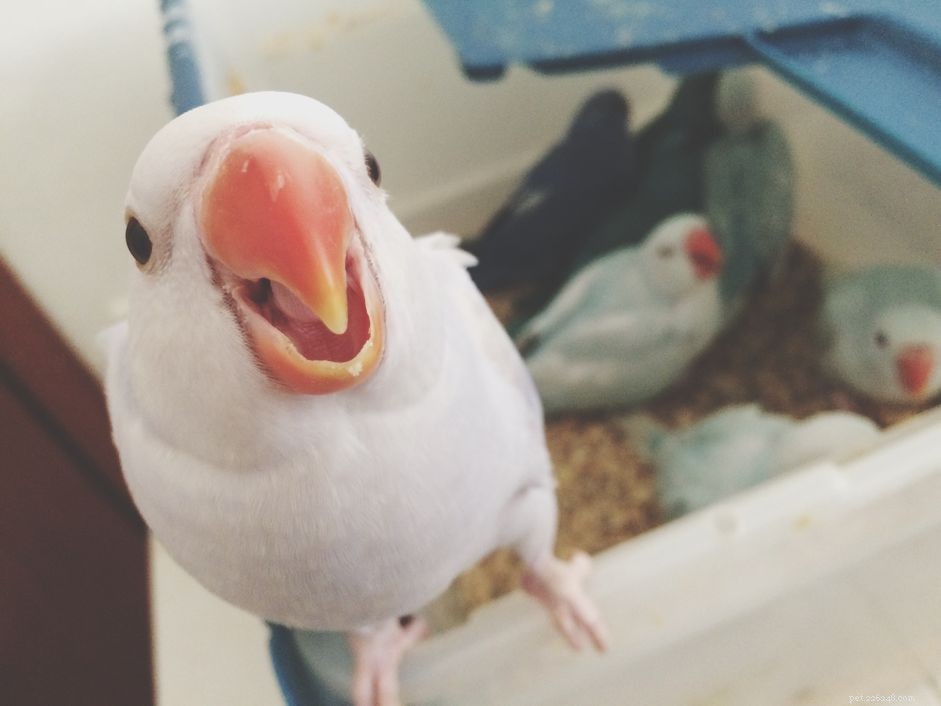 Teach Your Pet Bird to Talk: Proven Techniques for Voice Training