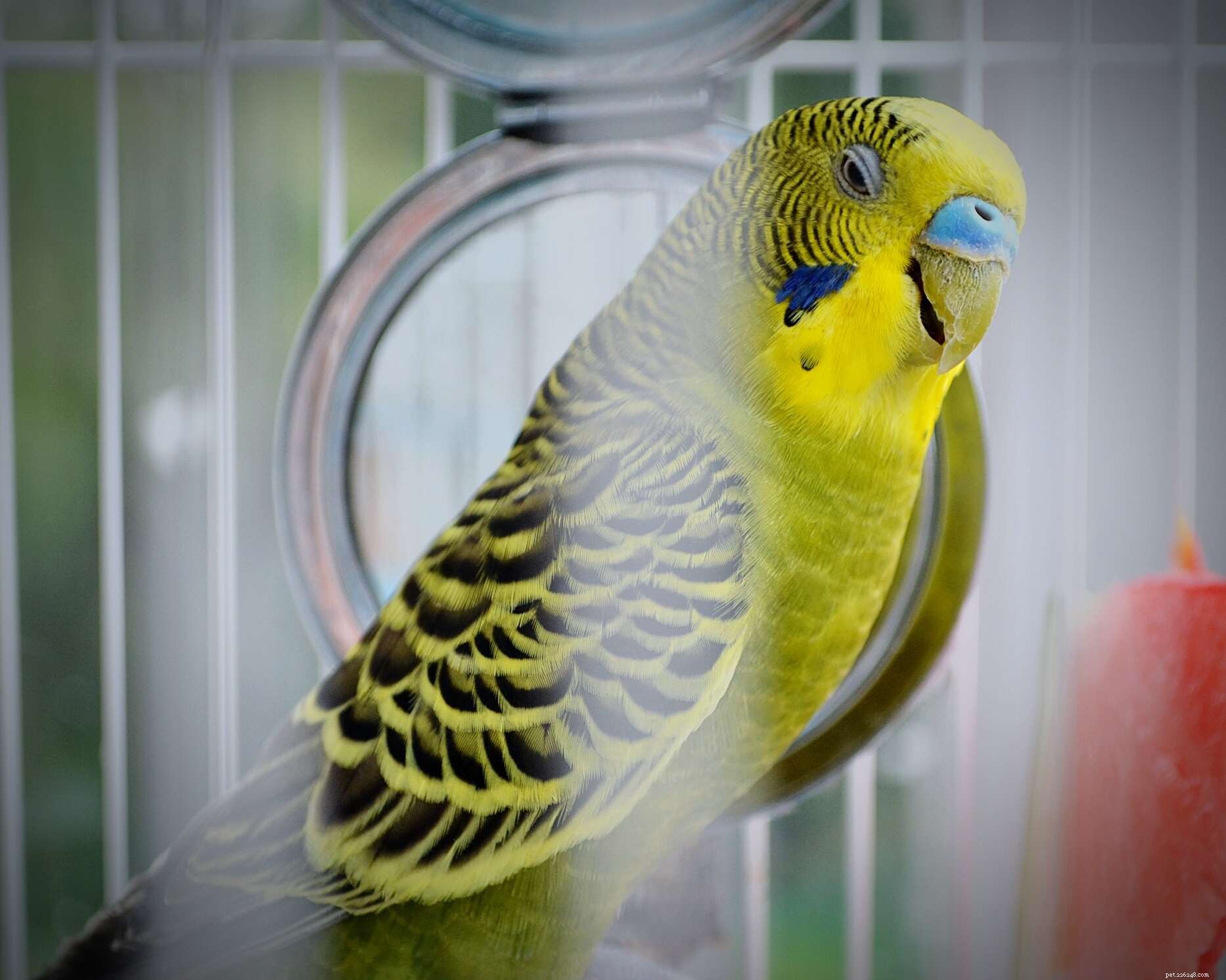 Teach Your Pet Bird to Talk: Proven Techniques for Voice Training