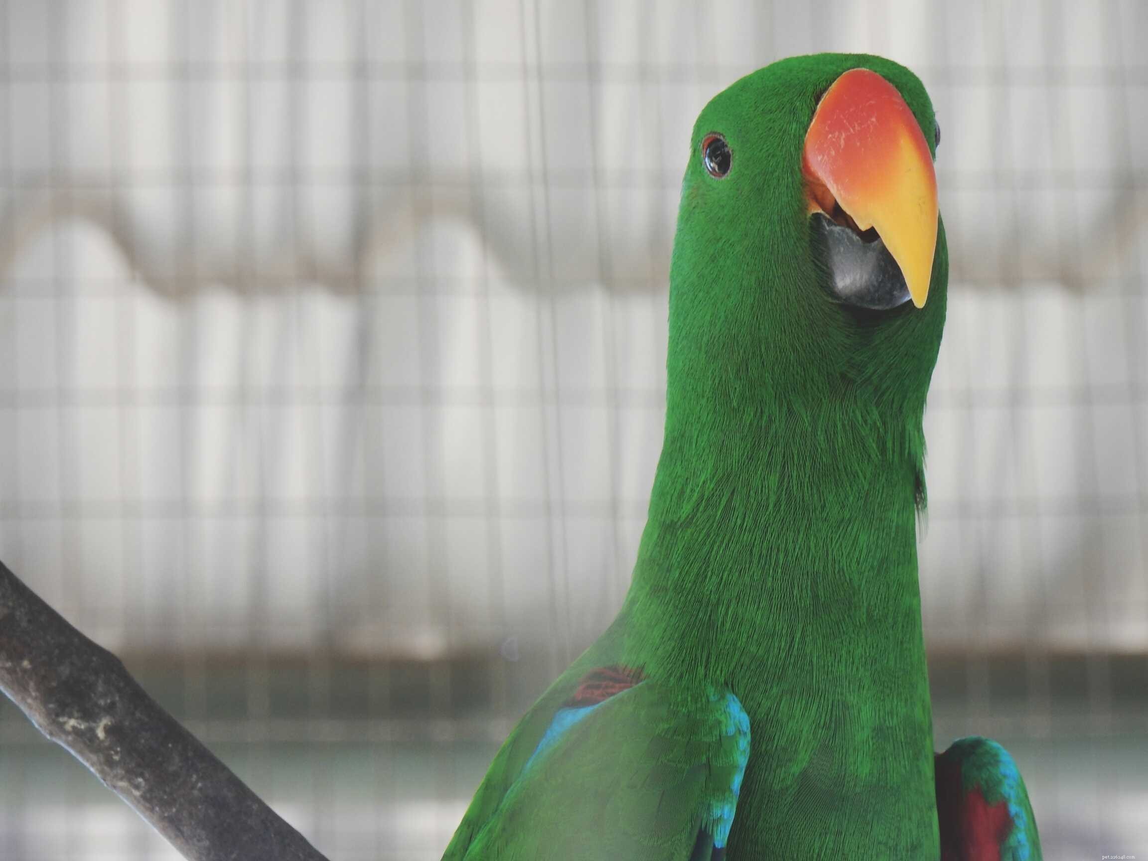 Teach Your Pet Bird to Talk: Proven Techniques for Voice Training