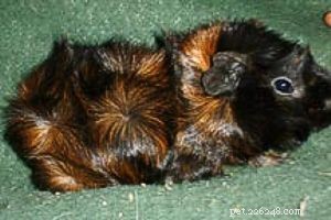 The Ultimate Guide to 13 Guinea Pig Species