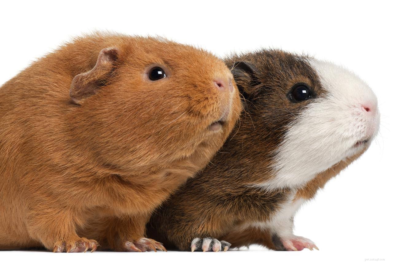 The Ultimate Guide to 13 Guinea Pig Species