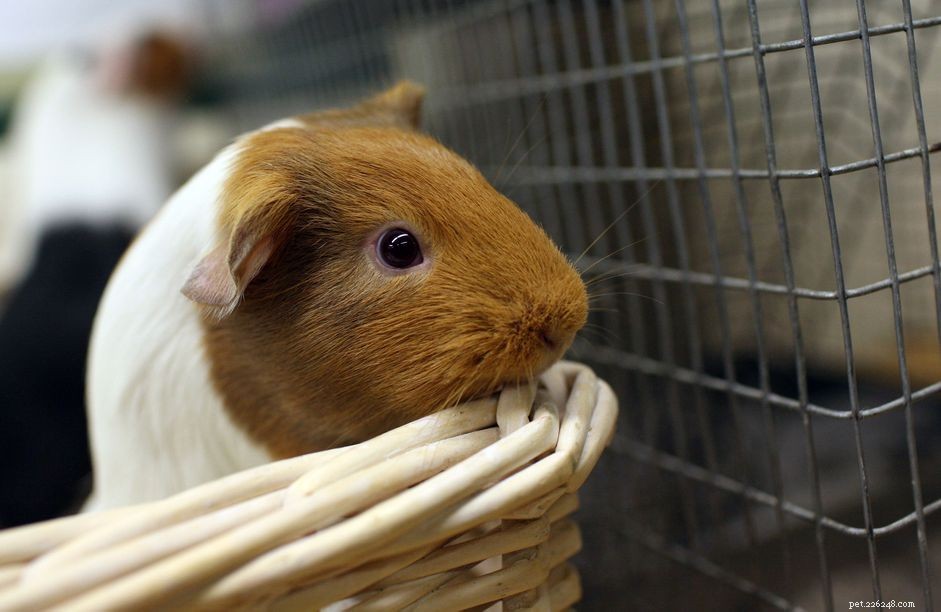 The Ultimate Guide to 13 Guinea Pig Species