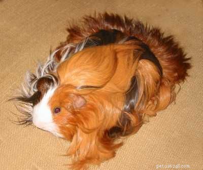 The Ultimate Guide to 13 Guinea Pig Species
