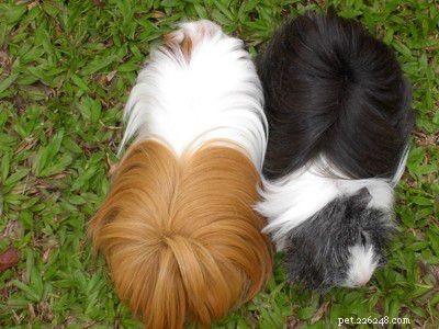 The Ultimate Guide to 13 Guinea Pig Species