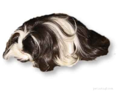 The Ultimate Guide to 13 Guinea Pig Species