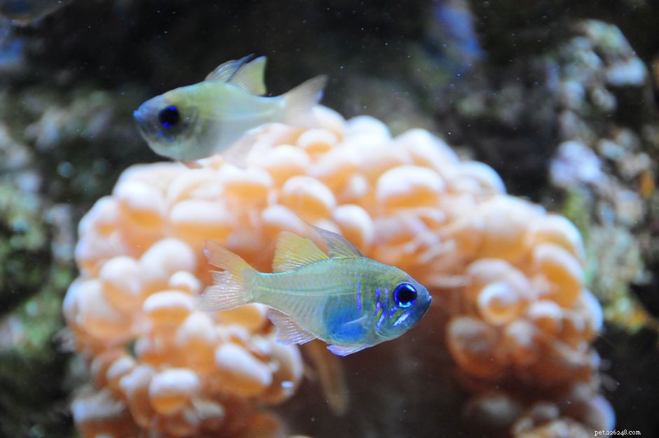 Understanding Nitrates in Saltwater Aquariums: Impact & Management
