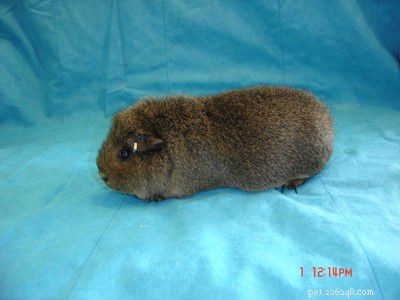 The Ultimate Guide to 13 Guinea Pig Species