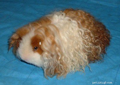The Ultimate Guide to 13 Guinea Pig Species