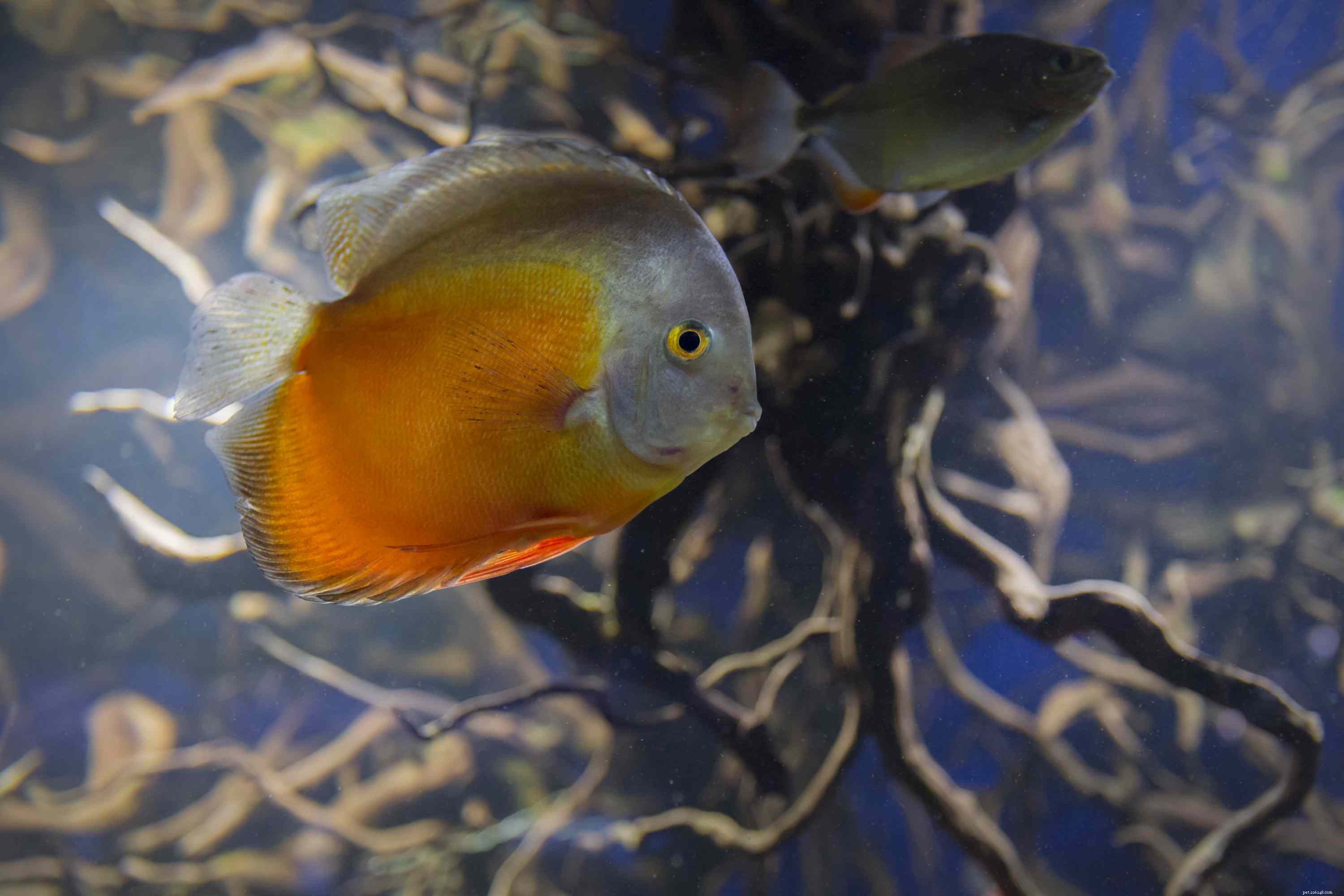Understanding Nitrates in Saltwater Aquariums: Impact & Management