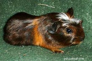 The Ultimate Guide to 13 Guinea Pig Species