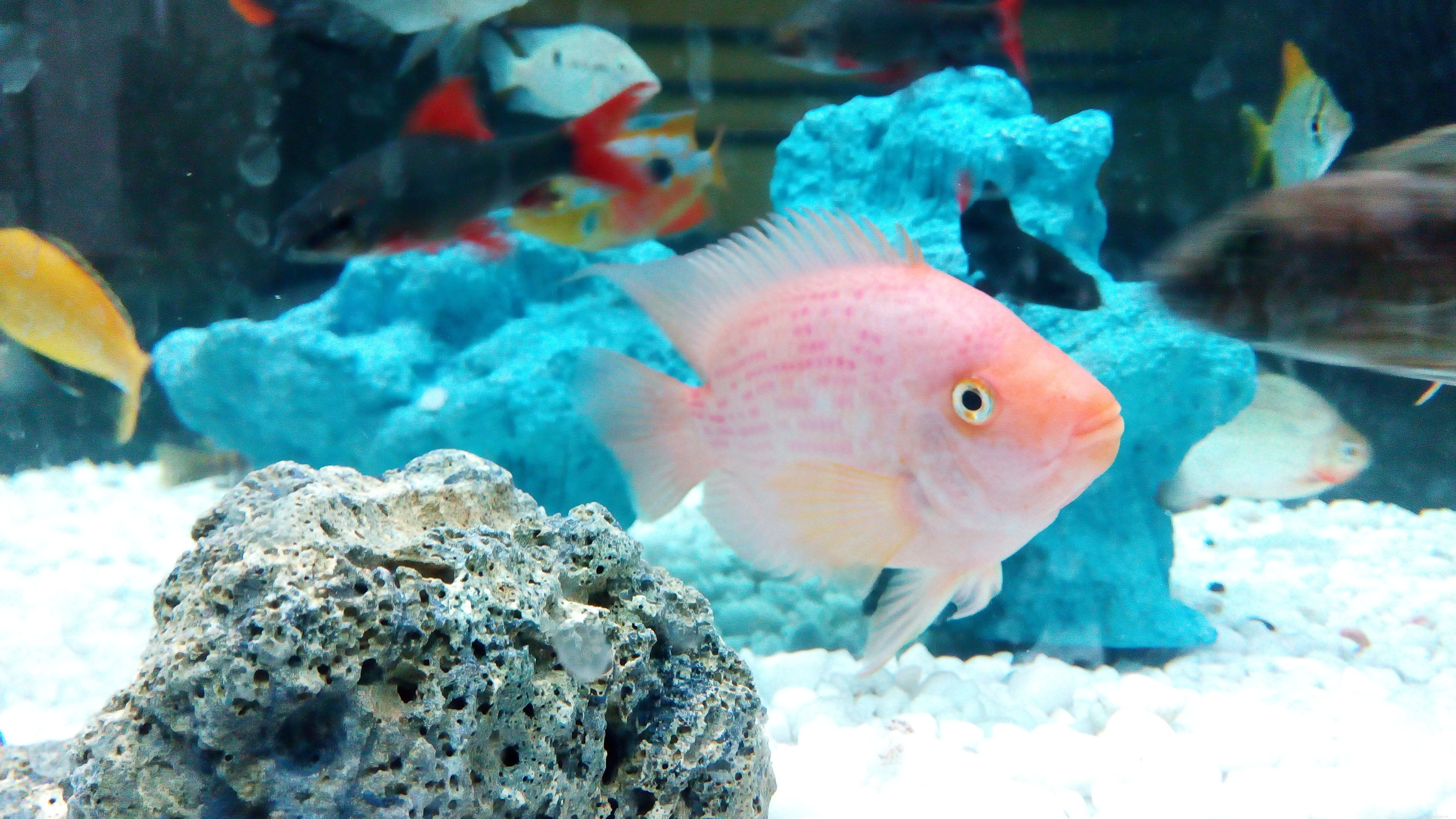 Understanding Nitrates in Saltwater Aquariums: Impact & Management