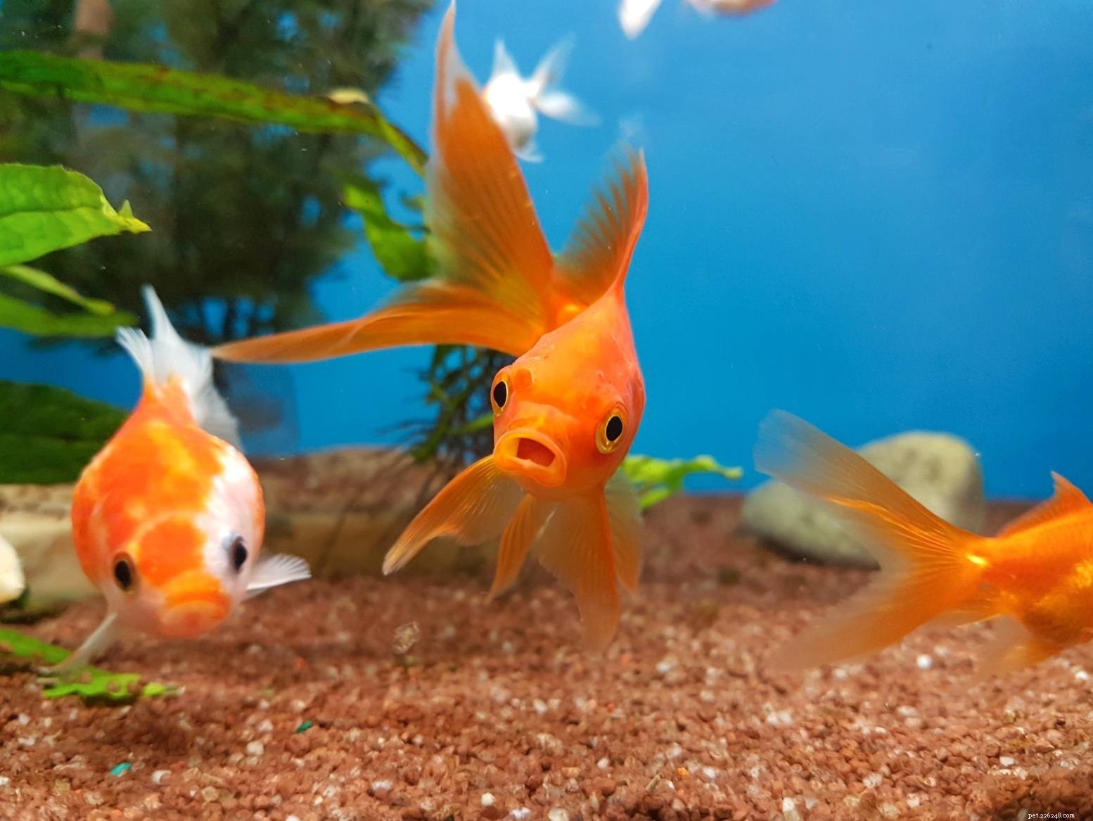 Understanding Nitrates in Saltwater Aquariums: Impact & Management
