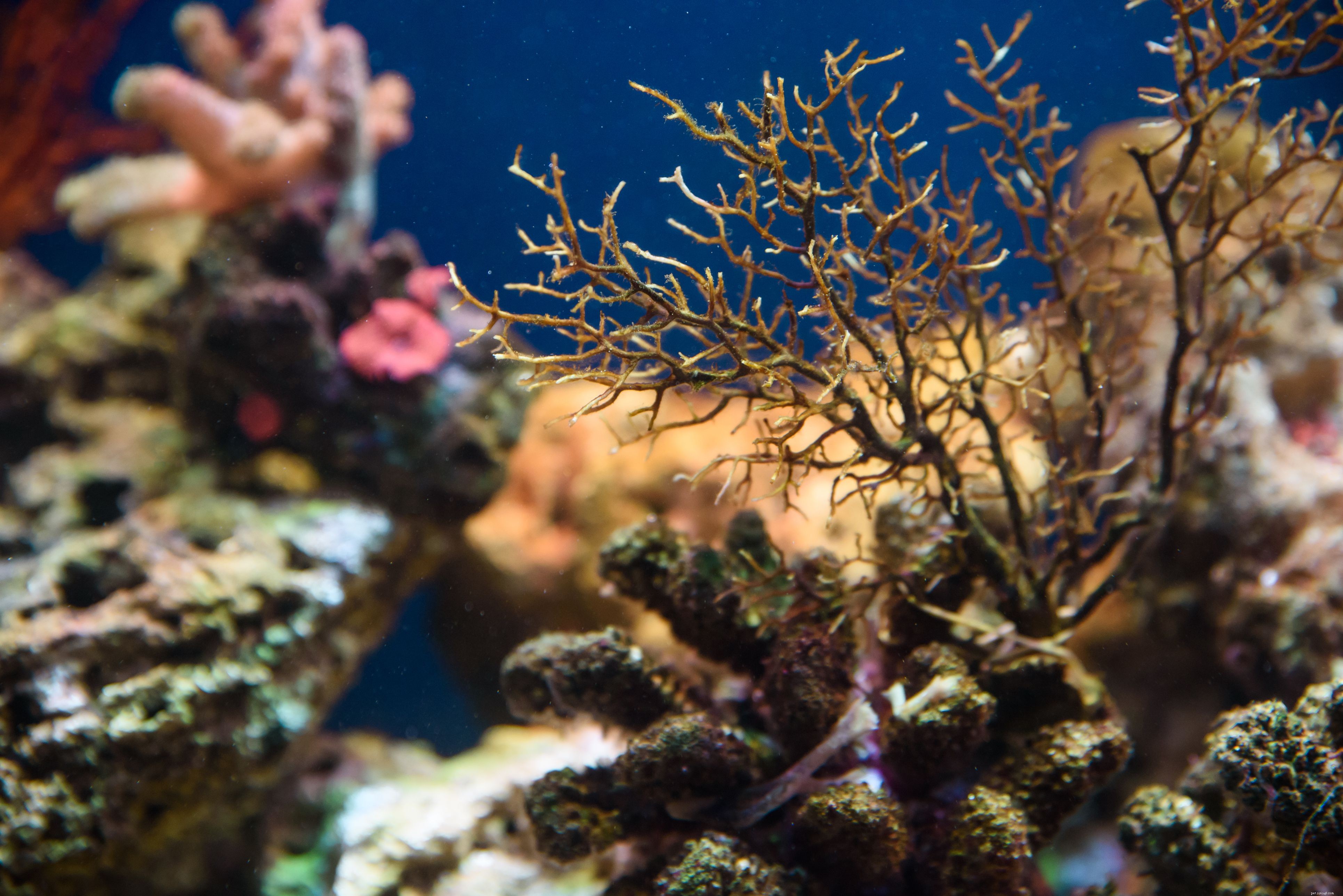 Understanding Nitrates in Saltwater Aquariums: Impact & Management
